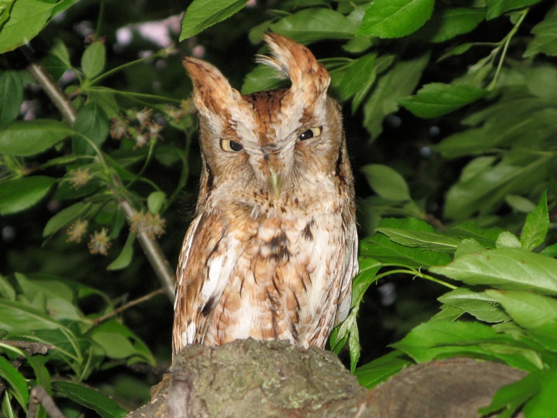 Eastern Screech Owl with windswept ear tufts by Todd Eyolfson