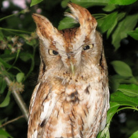 Eastern Screech Owl