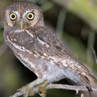 Elf Owl