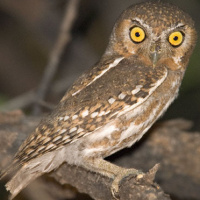 Elf Owl