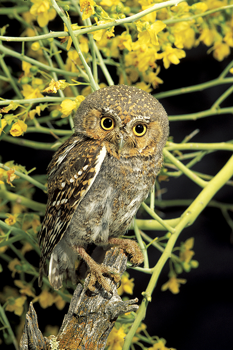 Elf Owl perched on a small tree stump by Rick & Nora Bowers