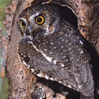 Elf Owl