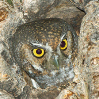 Elf Owl