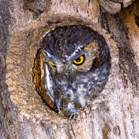 Elf Owl