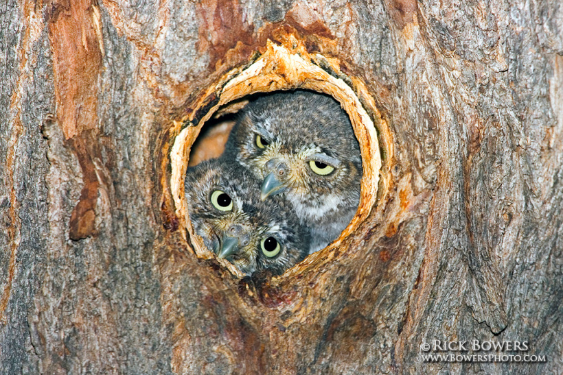 Two young Elf Owl looking out of their nest hollow by Rick & Nora Bowers