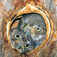 Elf Owl