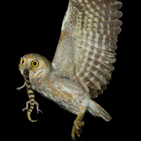 Elf Owl