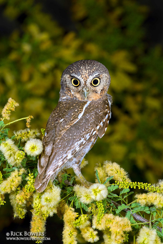 Elf Owl perched on a blossoming branch looking back by Rick & Nora Bowers