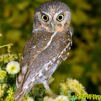 Elf Owl