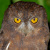 Enggano Scops Owl