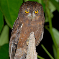 Enggano Scops Owl