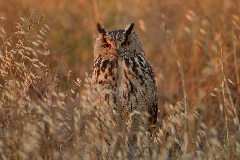 Eurasian Eagle Owl sits on the ground in the long grass by Assaf Gavra