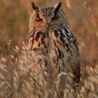 Eurasian Eagle Owl