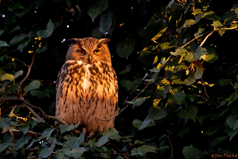 Eurasian Eagle Owl roosts in the shady foliage by Jan Piecha