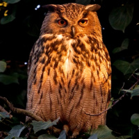 Eurasian Eagle Owl