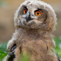 Eurasian Eagle Owl