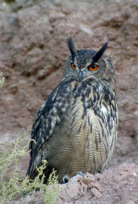 Eurasian Eagle Owl sits on an earthy ledge by Javier Remirez