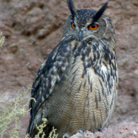 Eurasian Eagle Owl