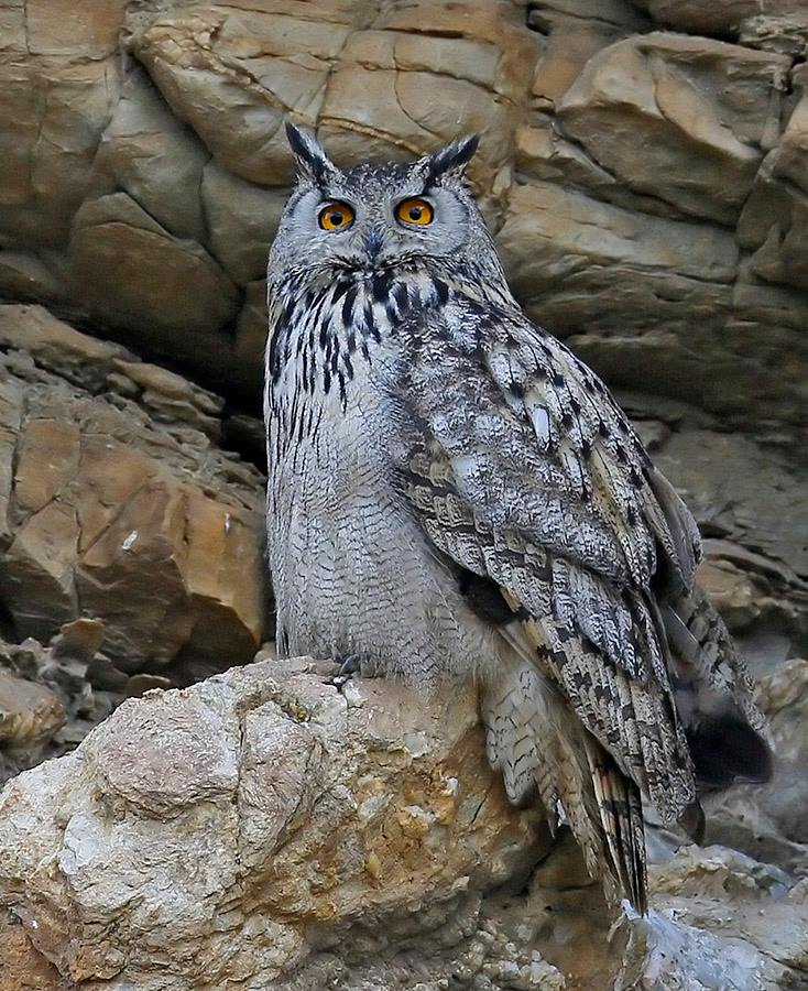 Eurasian Eagle Owl perched on a rocky cliff during the day by Sarwan Deep Singh