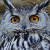 Eurasian Eagle Owl