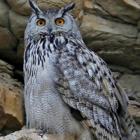 Eurasian Eagle Owl