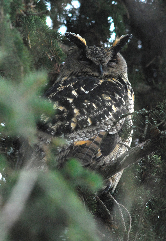 Obscured rear view of a Eurasian Eagle Owl at roost by Ville Väisänen
