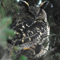 Eurasian Eagle Owl