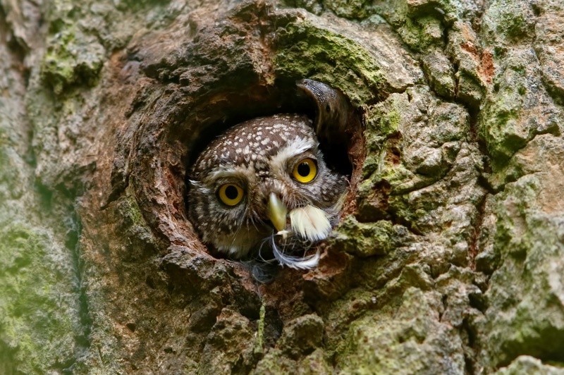 Eurasian Pygmy Owl face peeking out of a nest hole by Assaf Gavra