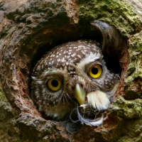 Eurasian Pygmy Owl