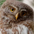 Eurasian Pygmy Owl