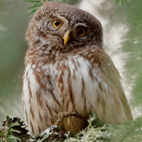 Eurasian Pygmy Owl