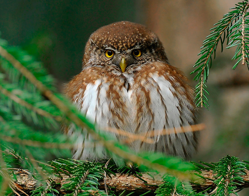 Eurasian Pygmy Owl perched on a branch looking very wide by Cezary Korkosz