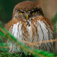 Eurasian Pygmy Owl