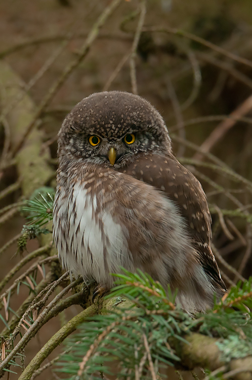 Eurasian Pygmy Owl on a branch looking at us very intensely by Cezary Korkosz