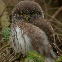 Eurasian Pygmy Owl