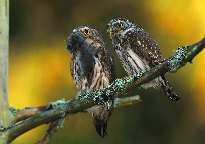 A pair of Eurasian Pygmy Owls share a meal by Cezary Korkosz