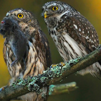 Eurasian Pygmy Owl