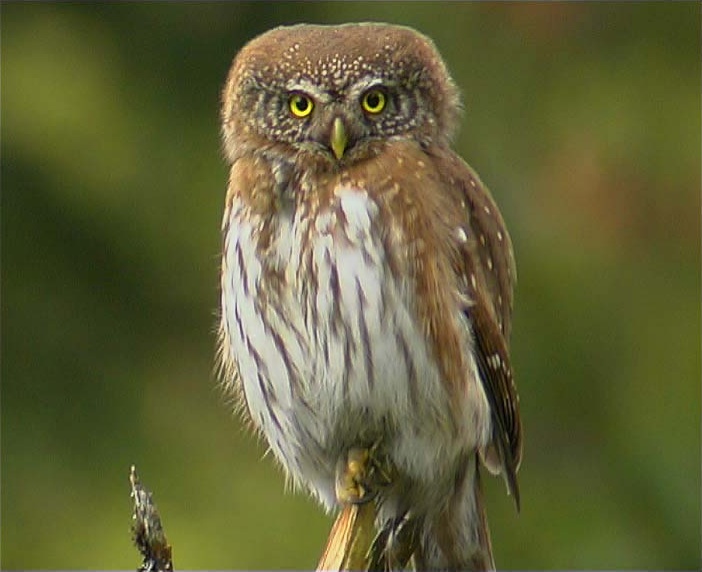 Eurasian Pygmy Owl perched on a broken branch by Claus König