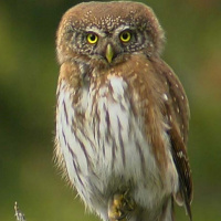 Eurasian Pygmy Owl