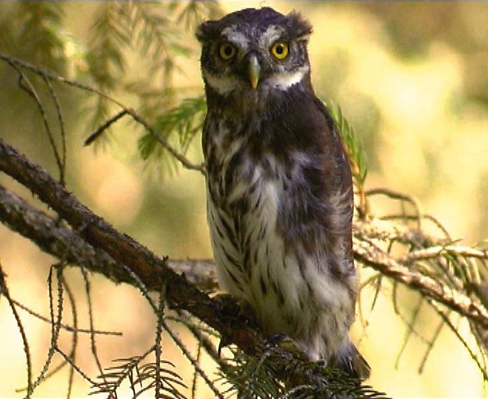 A frightened Eurasian Pygmy Owl stands erect by Claus König