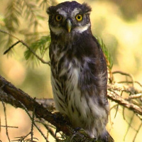 Eurasian Pygmy Owl