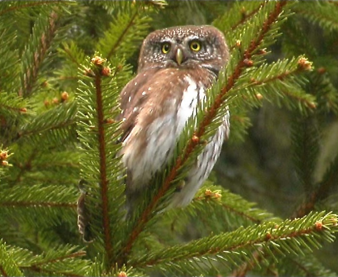 Eurasian Pygmy Owl perched in a Spruce tree by Claus König