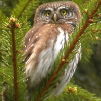 Eurasian Pygmy Owl