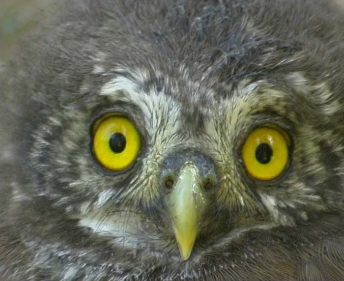 Facial close up photo of a young Eurasian Pygmy Owl by Claus König