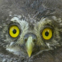 Eurasian Pygmy Owl