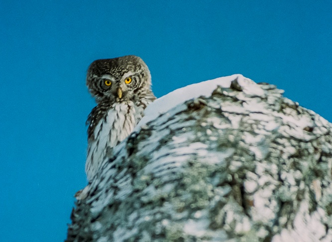 Eurasian Pygmy Owl looking down at us from the side of a tree by Davis Drazdovskis