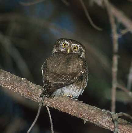 Eurasian Pygmy Owl looking back at us by Fero Bednar