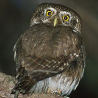 Eurasian Pygmy Owl