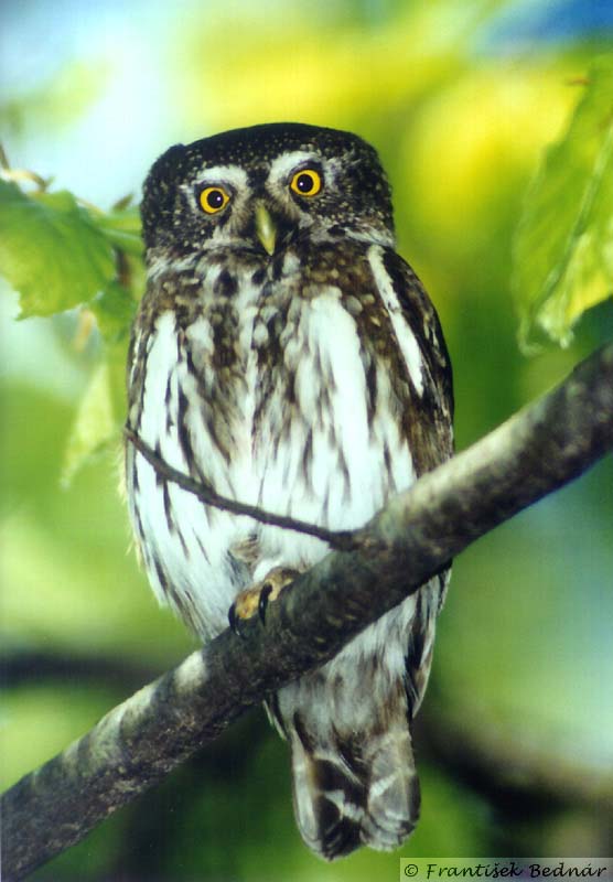 Eurasian Pygmy Owl perched on a branch by Fero Bednar