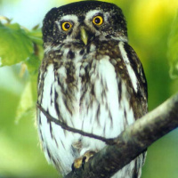 Eurasian Pygmy Owl